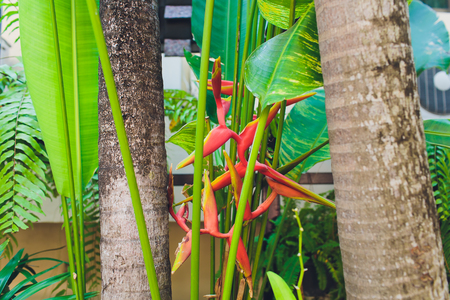 Closeup View of Banana Sprout Growing out of Cut Banana Stalk Xishuangbanna Dai Autonomous Prefecture, Yunnan Province, China .の写真素材