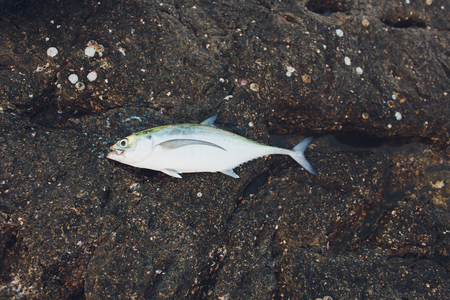 A photo of fresh tuna fish on a sandy beach. Freshly caught fish prepared to be cut and cooked.の写真素材