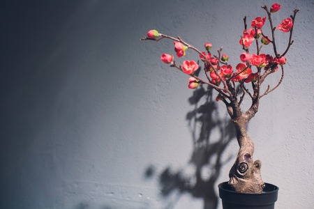 Curved bonsai tree with red fruits on a table against a wall.の写真素材