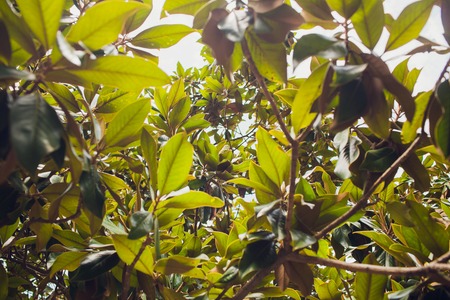 Sun-lit near the oak leaf. Oak Quercus robur - national tree in Latvia. Summer solstice celebration.の写真素材