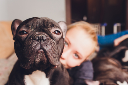 A beautiful young girl sits and holds a lot of small puppy of a French bulldog dog.の写真素材