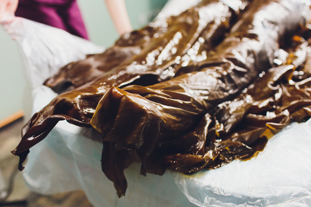Spa treatment with algae. Woman on seaweed wraps at a spa salon. Firming procedure.の写真素材