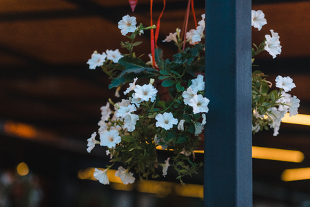 Spring blossom background. Beautiful nature scene with blooming tree and sun flare. Sunny day. Spring flowers. Beautiful Orchard. Abstract blurred background. Springtime.の写真素材