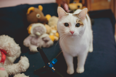 Cute cat with owner home, closeupの写真素材