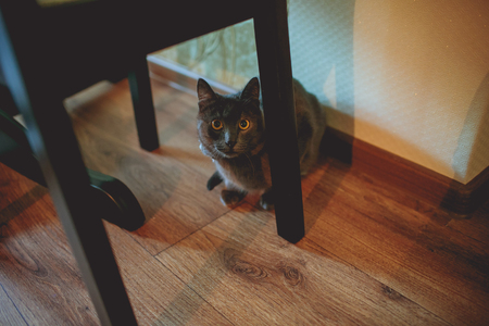 Cute cat with owner home, closeupの写真素材
