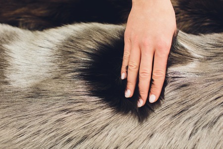 Closeup of natural silver fox fur. Nice background.の写真素材