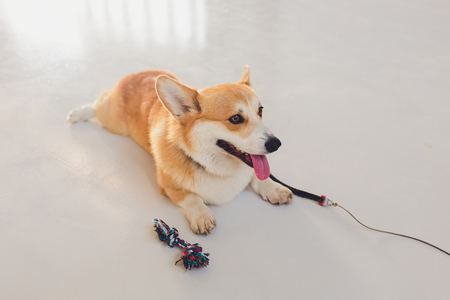 happy smiling face of pembroke whelsh corgi dog outdoor.の写真素材