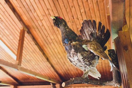 Stuffed pheasant and rooster looking at corn.の写真素材
