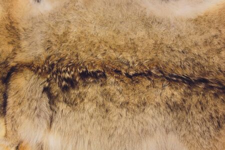 Texture of natural rabbit fur close-up. Background.