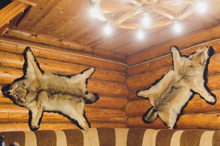 Stuffed wolf is hanging on wooden wall. Scarecrow of a wolf, hunting trophy.の写真素材