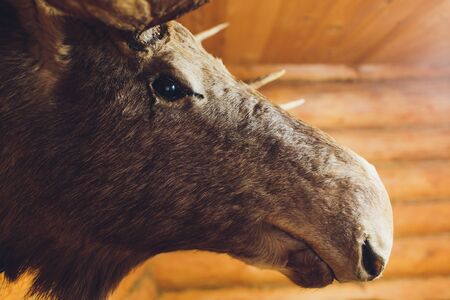 stuffed elk deer head on the wall of hunter house.