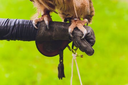 Eagle owl landed on the falconer's hand