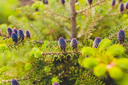 Branches of fir-tree with small cones. Close up view.の写真素材