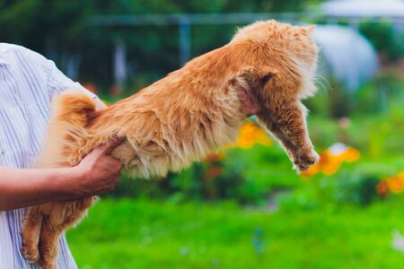 Red green-eyed cat resting on the green grass.の写真素材