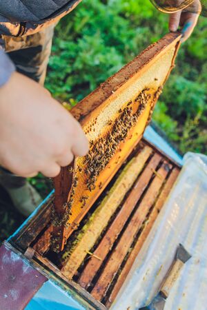 Frames of a bee hive. Beekeeper harvesting honey. The bee smoker is used to calm bees before frame...