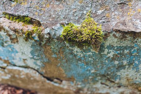 Old gray stone wall with green moss texture background.の写真素材