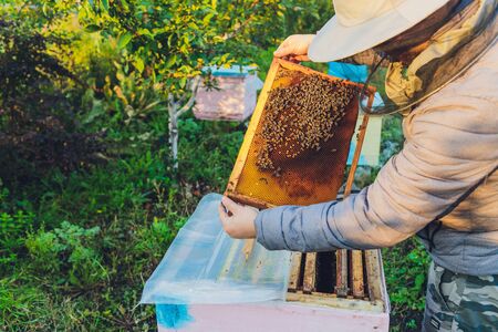 Experienced beekeeper grandfather teaches his grandson caring for bees. Apiculture. The concept of...