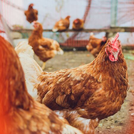 flock of chickens grazing on the grass.