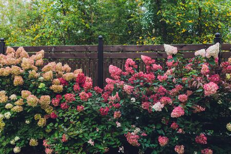 Flowers, leaves and sunlight. Pink and purple hydrangeas. Breathe in aroma of spring.