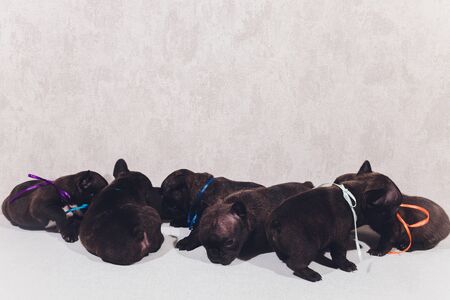 French baby bulldog puppies posing puppy sitting and looking to the side