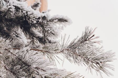 Christmas evergreen spruce tree with fresh snow on white