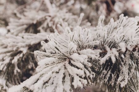 Christmas evergreen spruce tree with fresh snow on white.