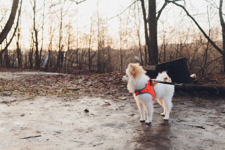 Little dog, Small dog with collar and leash, The little dog is walking, Little brown dog, Pomeranian.の写真素材