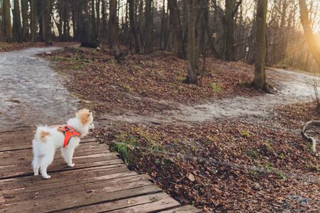 Little dog, Small dog with collar and leash, The little dog is walking, Little brown dog,...
