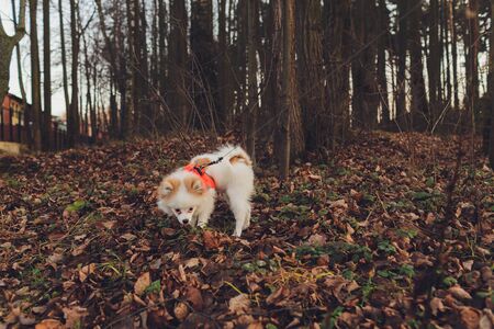 Little dog, Small dog with collar and leash, The little dog is walking, Little brown dog, Pomeranian.の写真素材