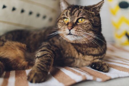 Sweet golden cat lying on the couch and looking away.の写真素材