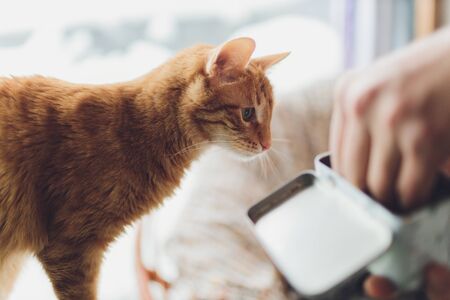 Beautiful red cat in focus. Cats eye.の写真素材