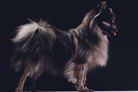 Studio shot of an adorable wolf spitz sitting on black background