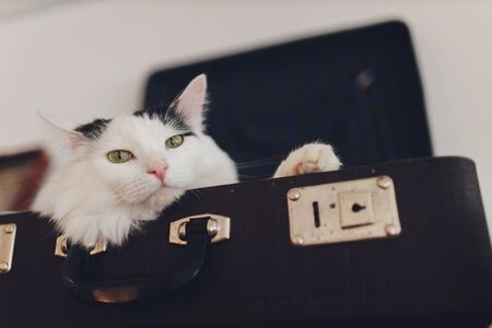 Lovely cat lying on the traveling bag.の写真素材