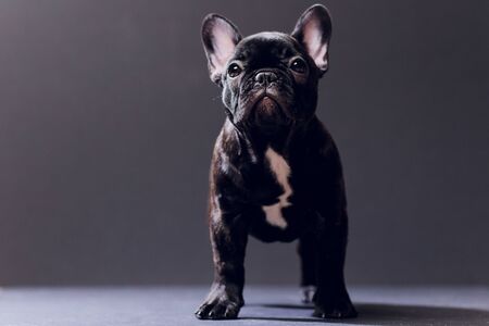 Close-up Portrait of Funny Smiled French Bulldog Dog and Curiously Looking, Front view, Isolated on black background.の写真素材