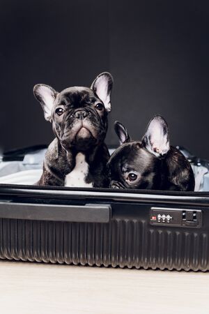 French bulldog sitting on the luggage ready for travel.の写真素材
