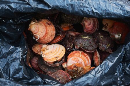 fresh raw quahog in the bag on ice,close up
