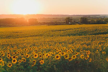 field of blooming sunflowers on a background sunset