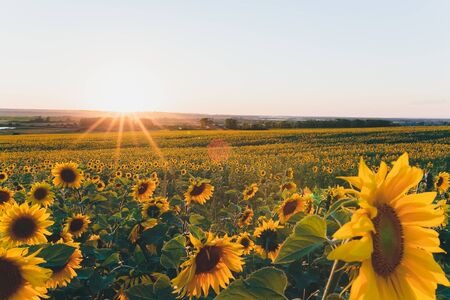 field of blooming sunflowers on a background sunsetの写真素材