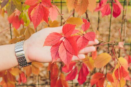 Autumn branch of maple tree with red leafsの写真素材