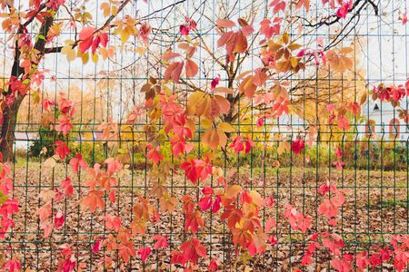 Autumn branch of maple tree with red leafsの写真素材