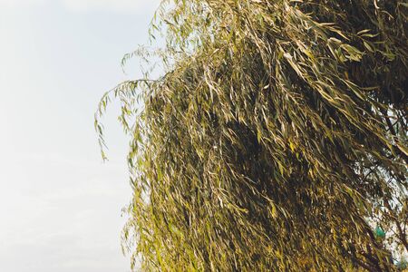 Weeping willow tree in the public parkの写真素材