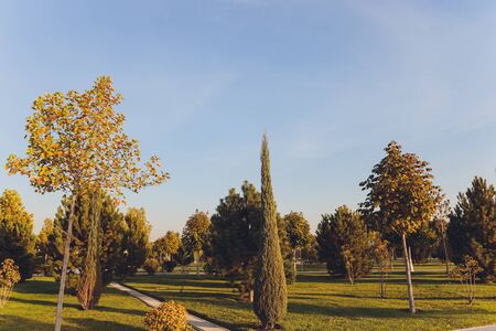 beautiful morning light in public park with green grass fieldの写真素材