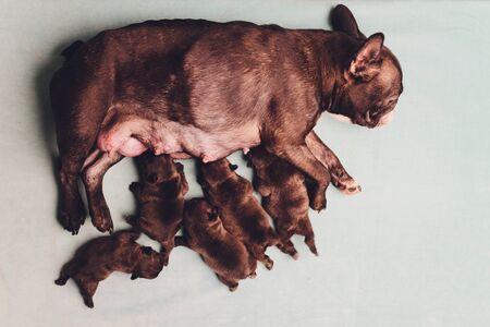 Dog's mom feed the puppies little puppies's feetの写真素材