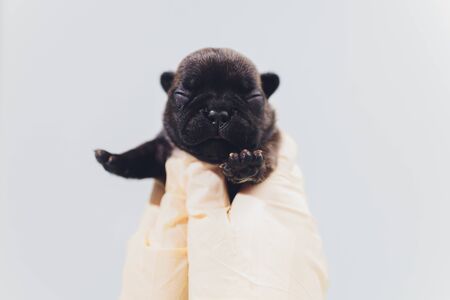 veterinary taking care and examining a beautiful pet dog french bulldogの写真素材