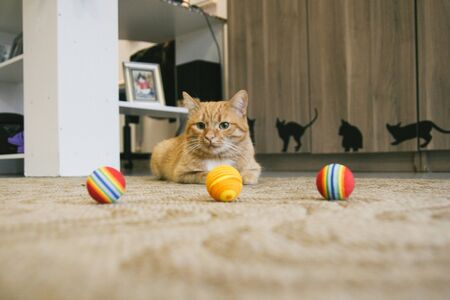 Cat funny animal or pet inside house or home. best human friend. Closeup Portraitの写真素材