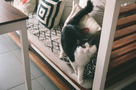 Cat funny animal or pet inside house or home. best human friend. Closeup Portrait