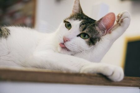 Cat funny animal or pet inside house or home. best human friend. Closeup Portrait