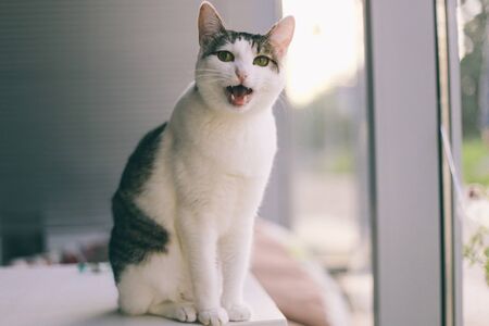 Cat funny animal or pet inside house or home. best human friend. Closeup Portrait.