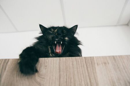 Very funny cat laughing of the close up.の写真素材