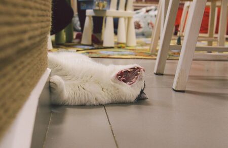 Very funny cat laughing of the close up.